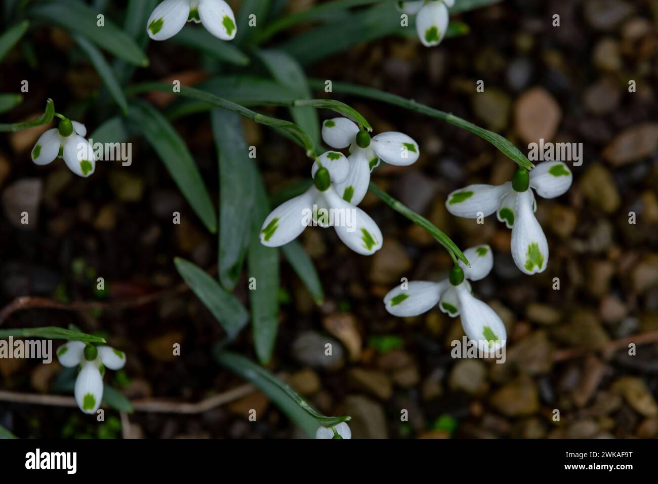 Galanthus plicatus ‘Trymlet - an unusual snowdrop with green markings. Stock Photo