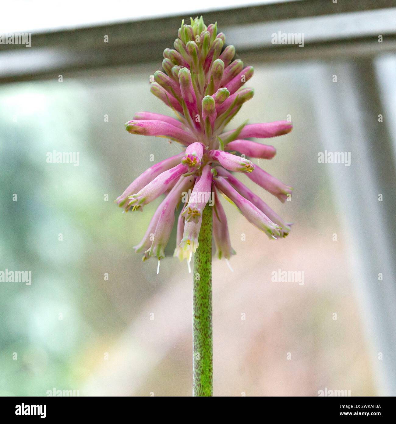 Veltheimia Bracteata (Forest Lily) opening flower. Stock Photo