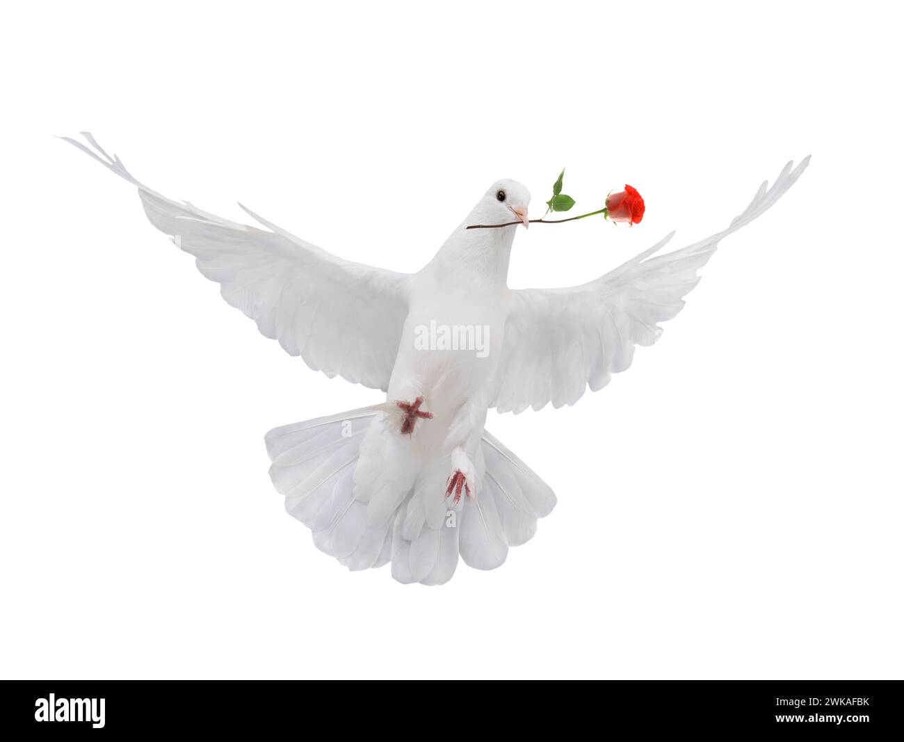 Flying dove with a red rose is isolated on a white background Stock ...