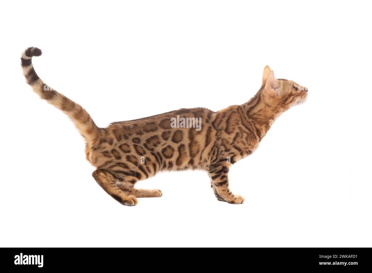 bengal cat isolated on a white background. Stock Photo