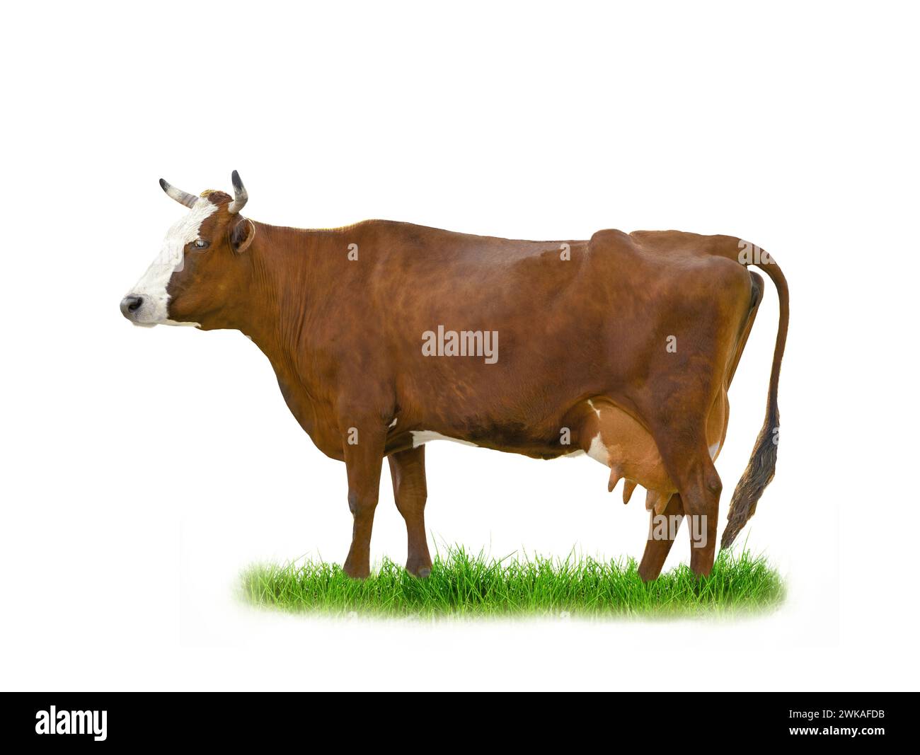Brown cow standing on grass isolated on a white background Stock Photo ...