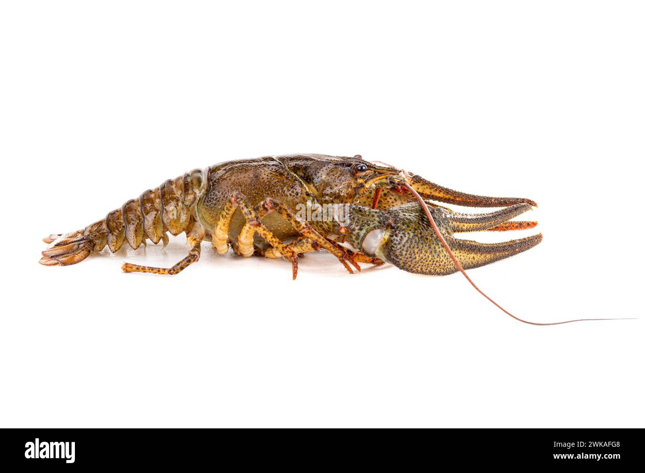 crawfish  isolated on white background. Stock Photo