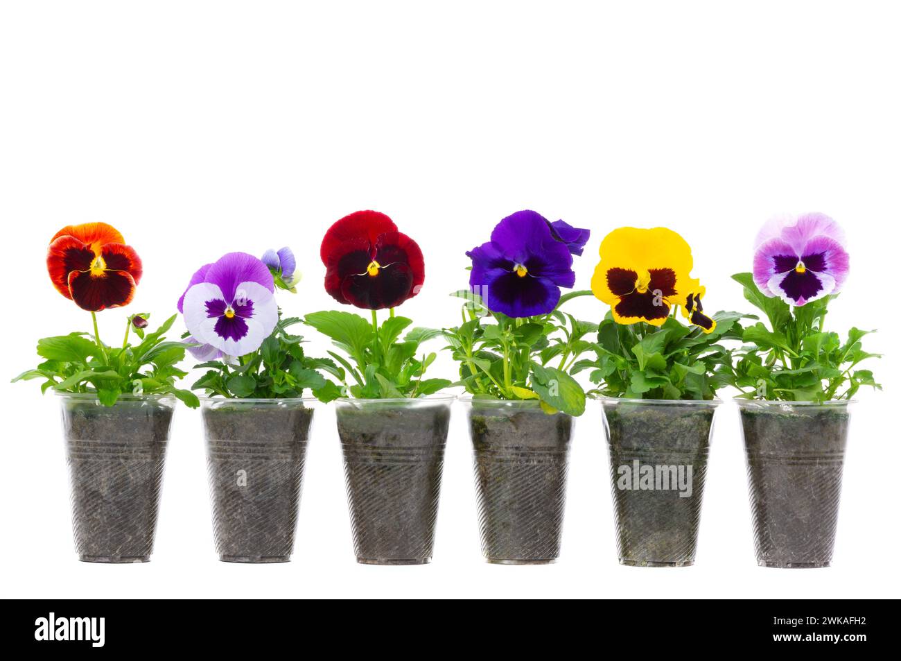 flowers pansies or violet seedlings in cups for planting on a summer cottage. isolated on white background Stock Photo