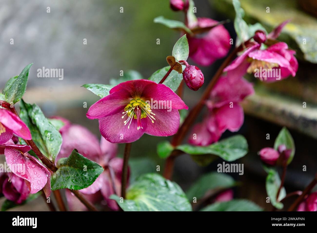 Helleborus Ice 'n' Roses Red. This deep pink winter flowering plant provides colour from January into March and April. Stock Photo