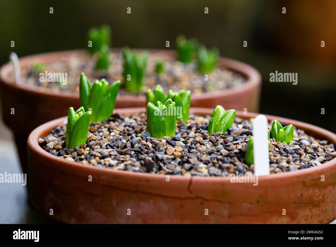 Hyacinth bulbs planted in clay pots. The compost has a gravel covering, the bulbs are just