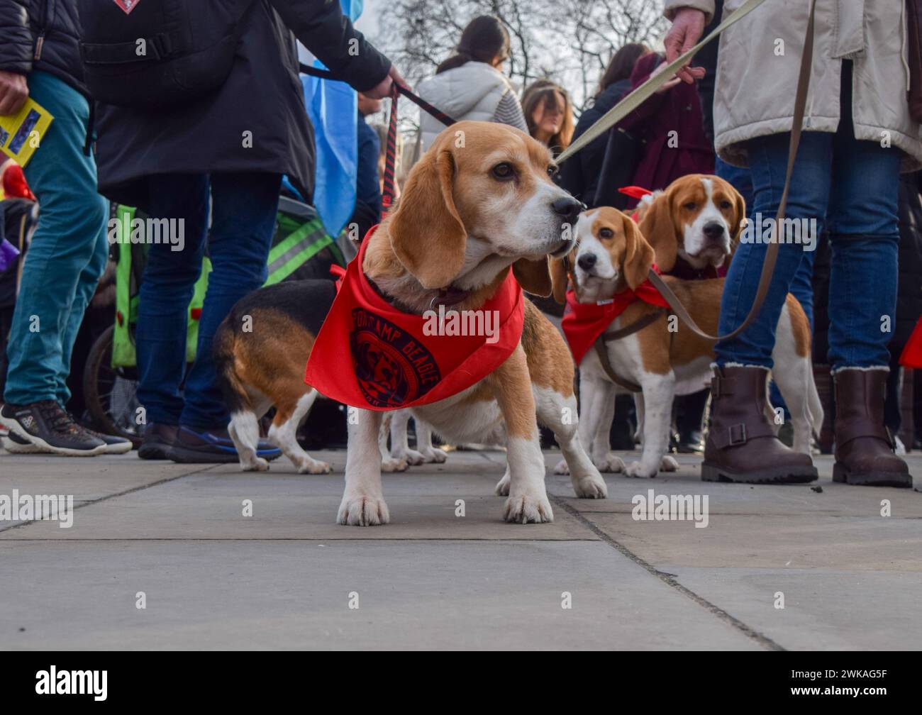 London, UK. 19th February 2024. Beagles join the protest against animal testing outside Parliament. Camp Beagle and various animal rights activists staged a demonstration as MPs debated animal experiments. Credit: Vuk Valcic/Alamy Live News Stock Photo