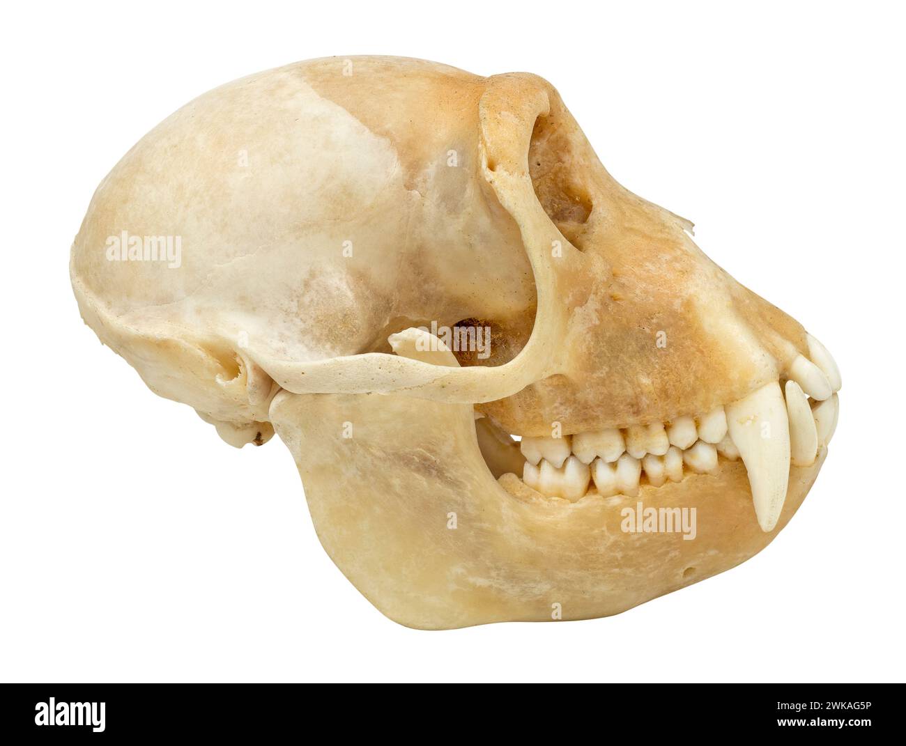 Skull of animal isolated on white, side view Stock Photo