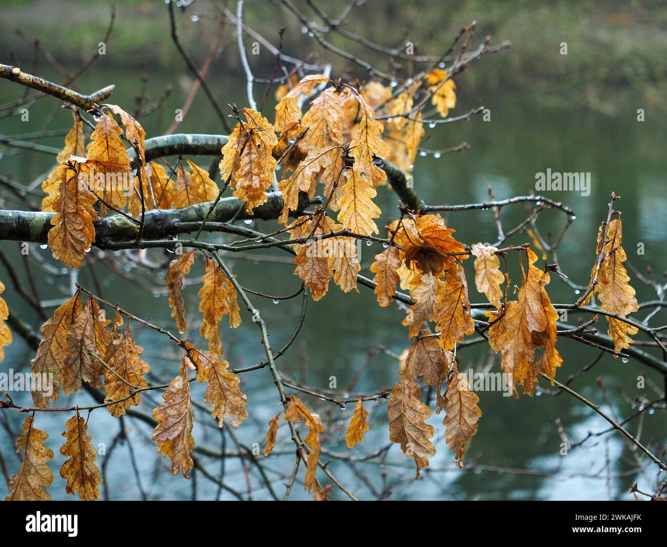 Dead autumn oak leaves coloured golden brown hanging from a small tree dripping with rain water in front of a river. Stock Photo