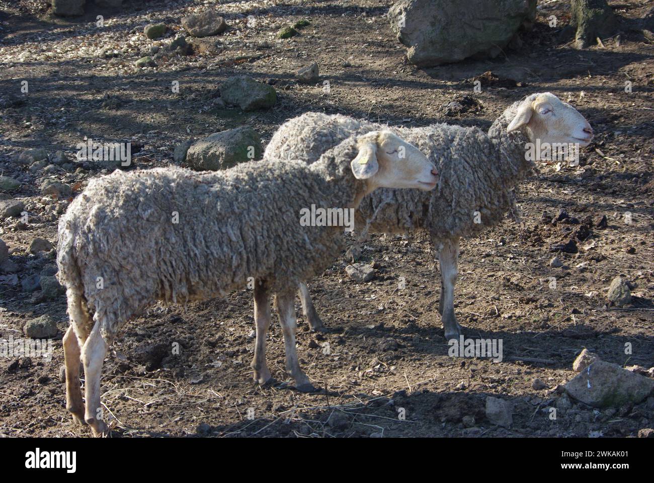 Sardinian sheep milk cheese hi res stock photography and images Alamy Sardinian sheep milk cheese hi res stock photography and images Alamy