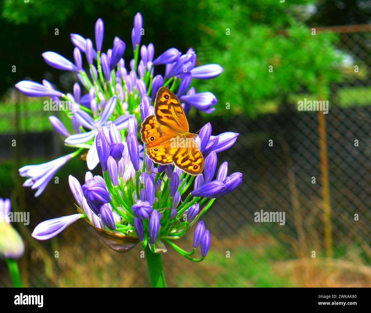 Macro image of a delicate orange (common brown) butterfly resting on