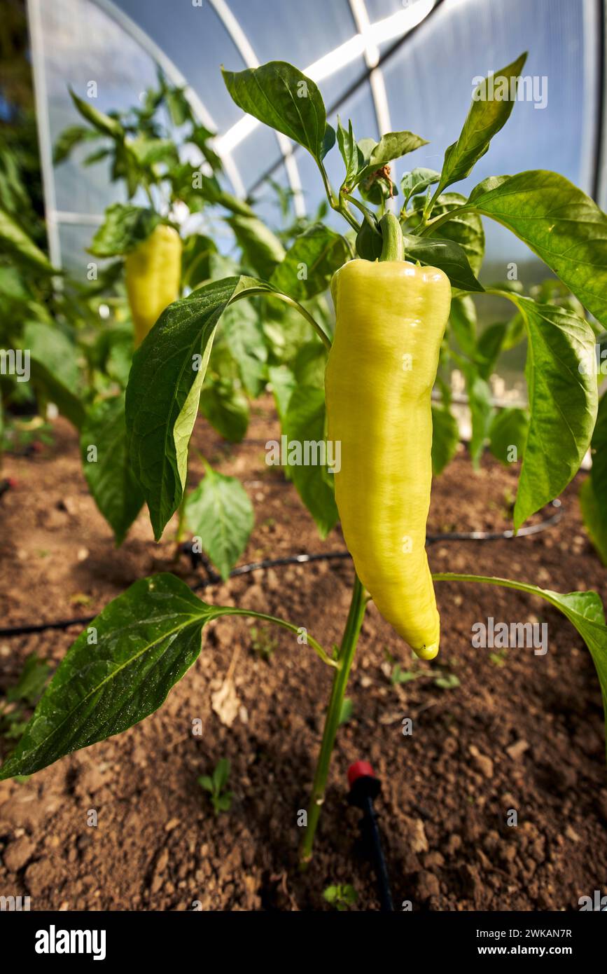 Young plant with green pepper. Home growing vegetables. Stock Photo