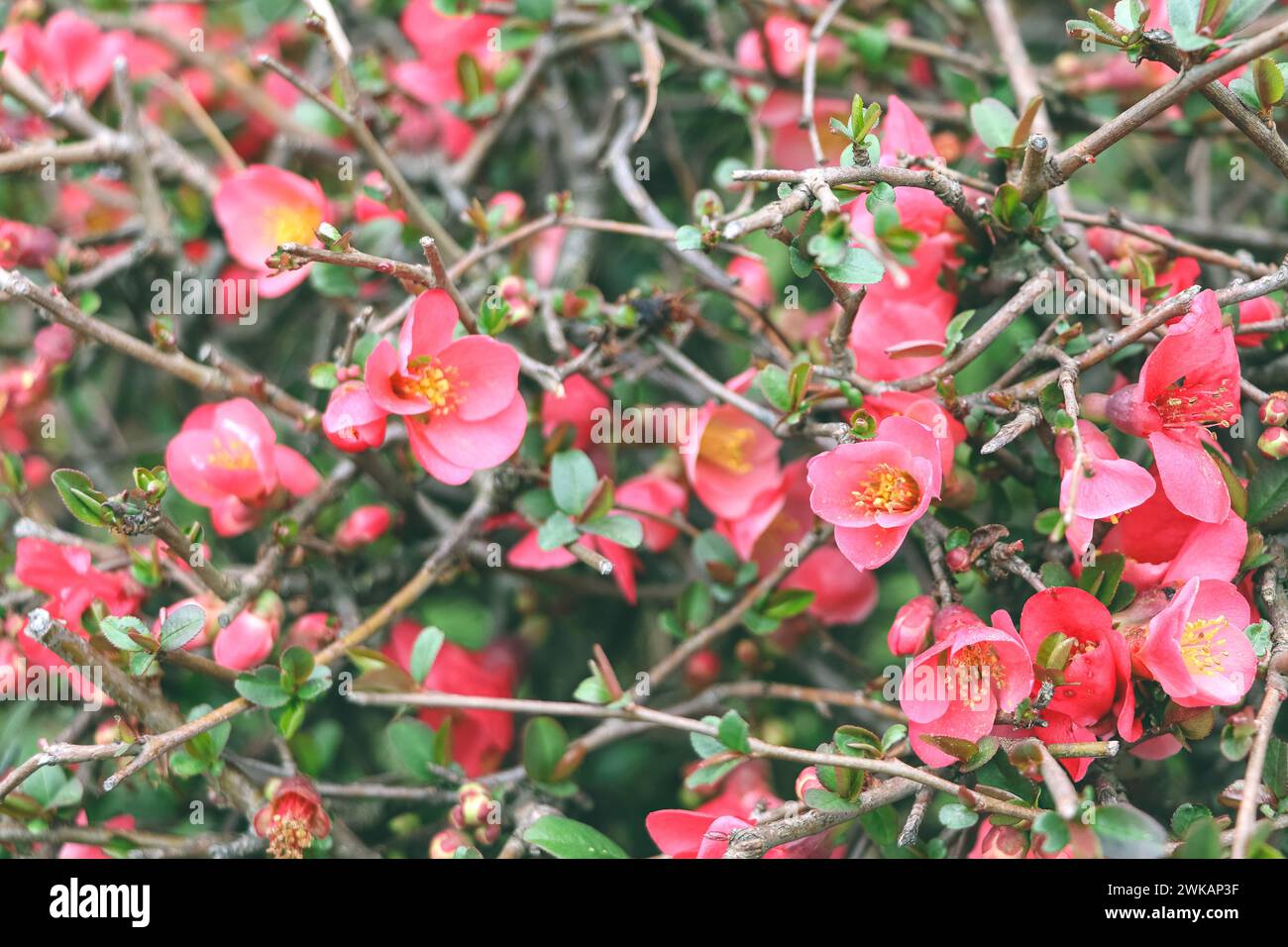 Blossom of spring pink flowers. Asian pink flowers. Stock Photo