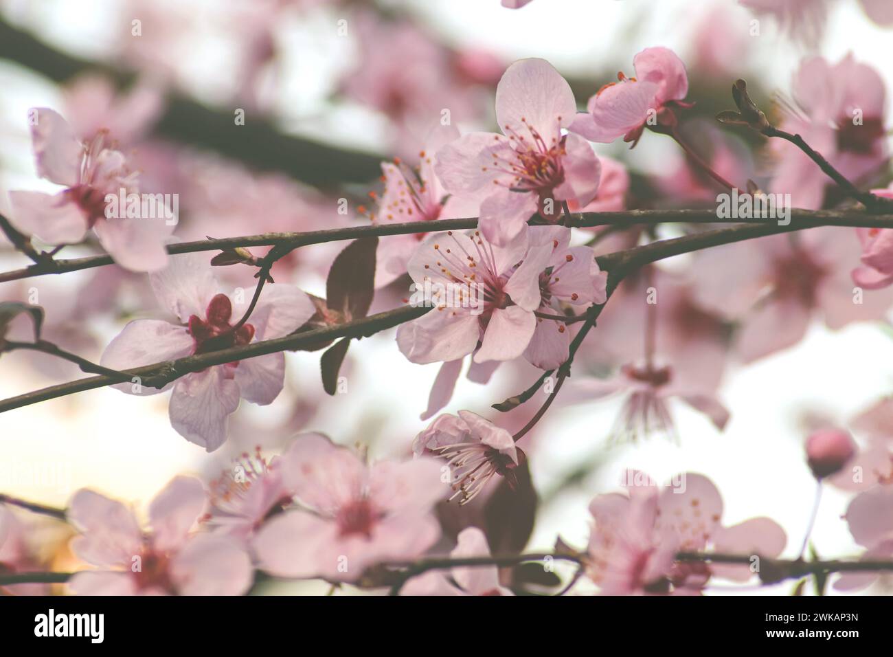 Fowers of the cherry or apple blossom. Pink Sakura flower in spring day. Stock Photo
