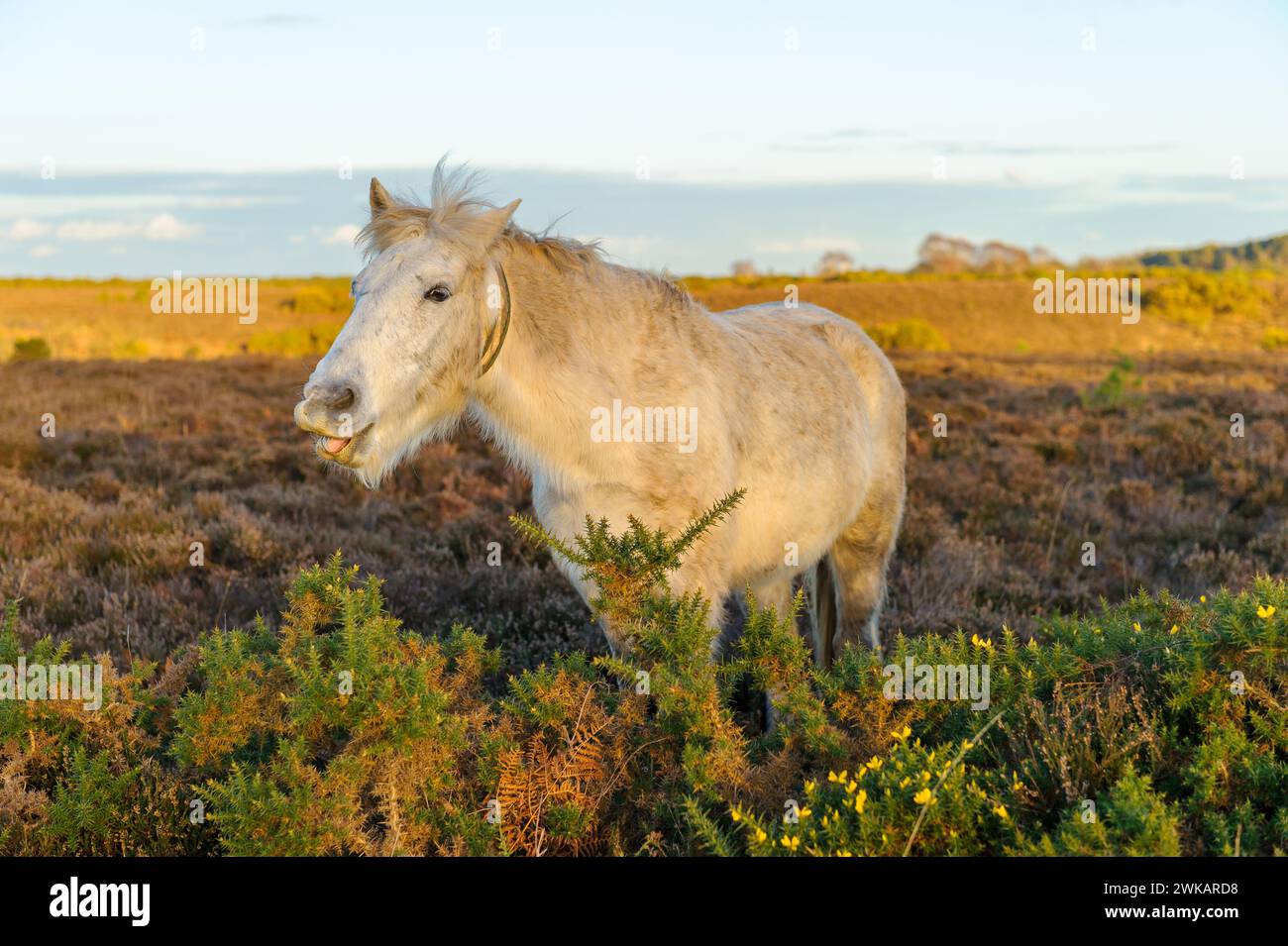 New Forest Pony at sunset in the New Forest, Hampshire, England Stock Photo