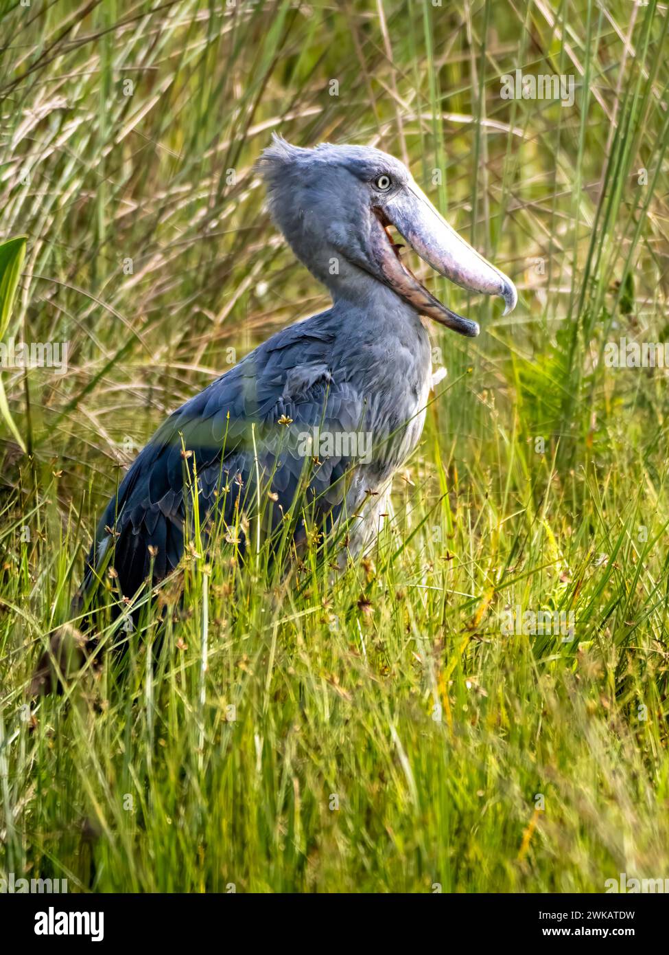 A shoebill (Balaeniceps rex) in the Mabamba swamp at Lake Victoria near ...