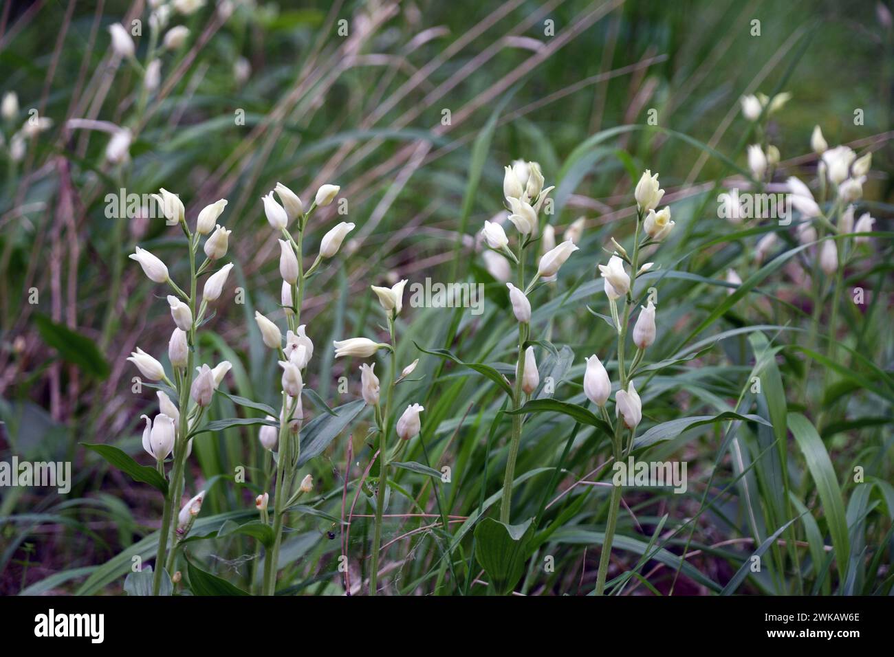 White Helleborine 'Cephalanthera damasonium', woodland glades, May to June, vulnerable, Great Cheverell; Wiltshire; England; UK Stock Photo