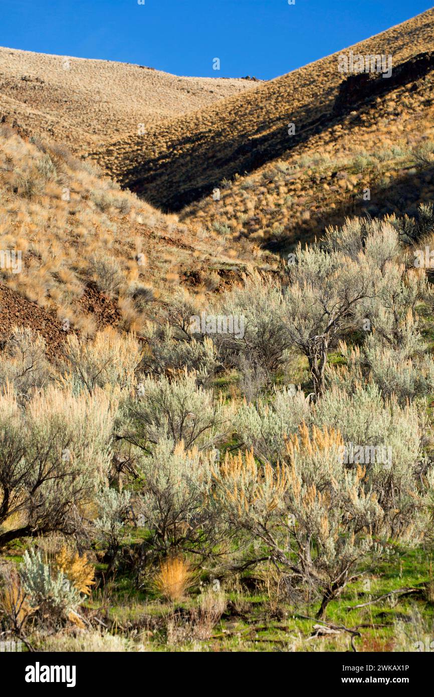 Sage Grassland Slope Deschutes Wild Scenic River Lower Deschutes River National Back Country