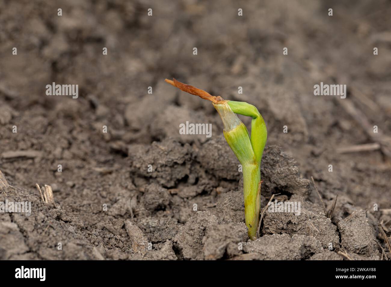 Young corn plant with leaf deformity or buggy whipping from frost damage. Corn plant health, stress and weather damage concept. Stock Photo