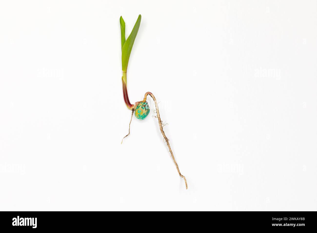 Closeup of corn seed germination isolated on white background