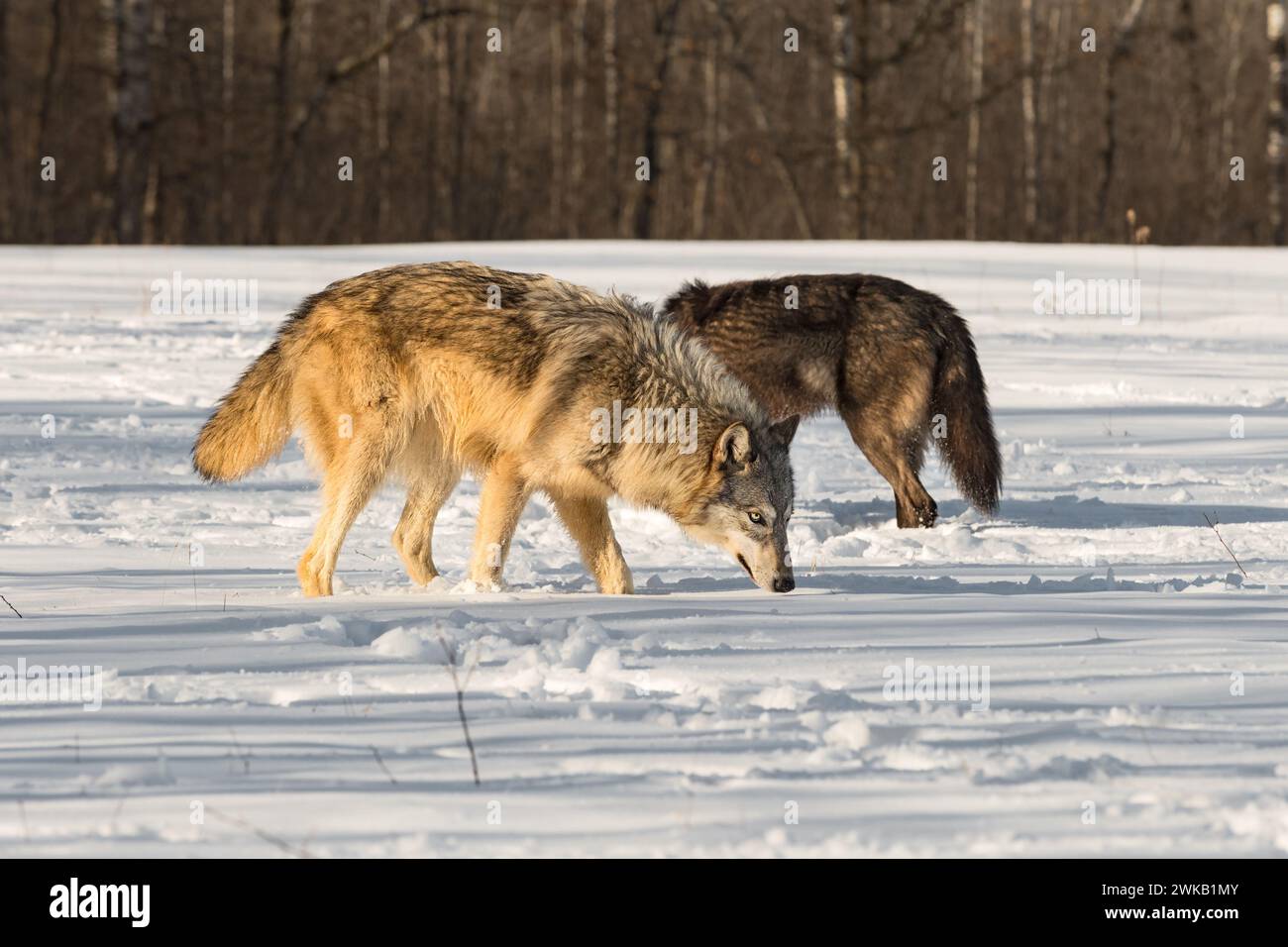 Grey Wolf (Canis lupus) and BlackPhase Wolf Sniff Snow Side by Side