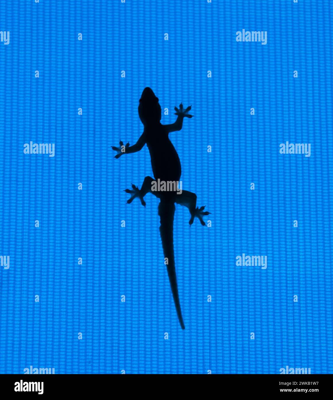 Gecko Bluescreen Stock Photo