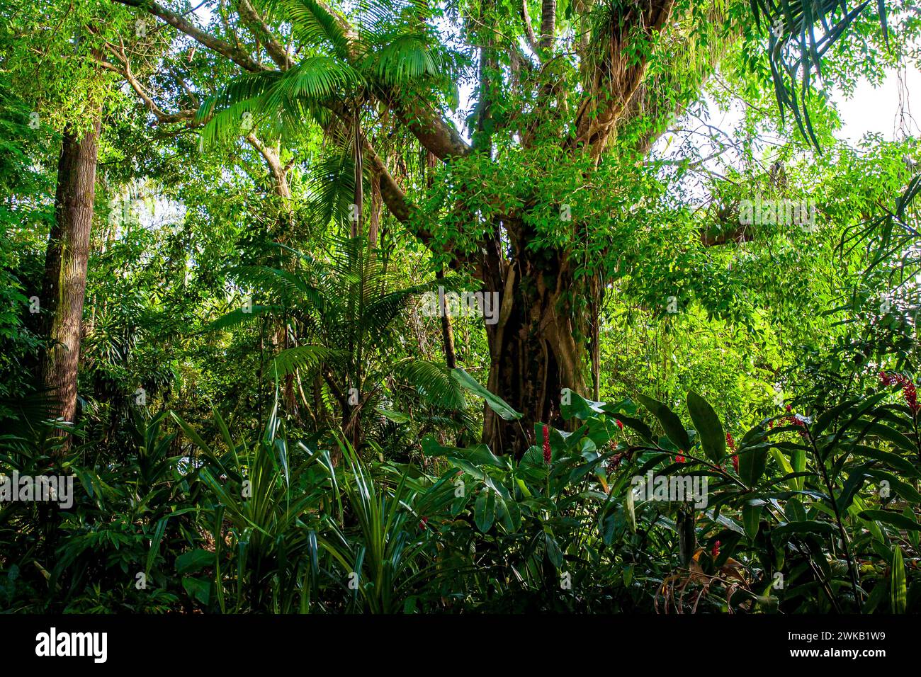High biodiversity of plant species, preserved Amazon rainforest near Belem, Para State, Brazil