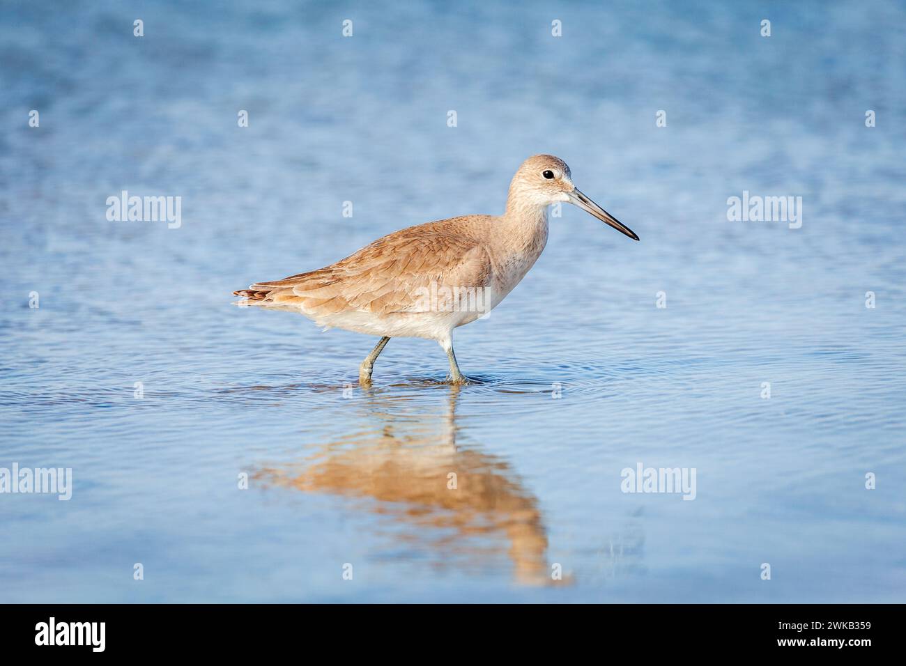 Willet wading by the beach in Fort DeSoto County Park in St. Petersburg, Florida. Stock Photo