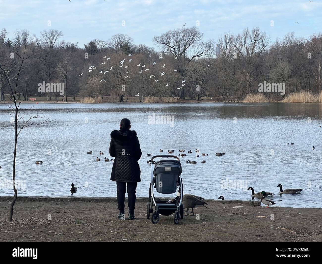 Woman with a baby  in a stroller feeds the birds along the lake in Prospect Park, Brooklyn, New York. Stock Photo