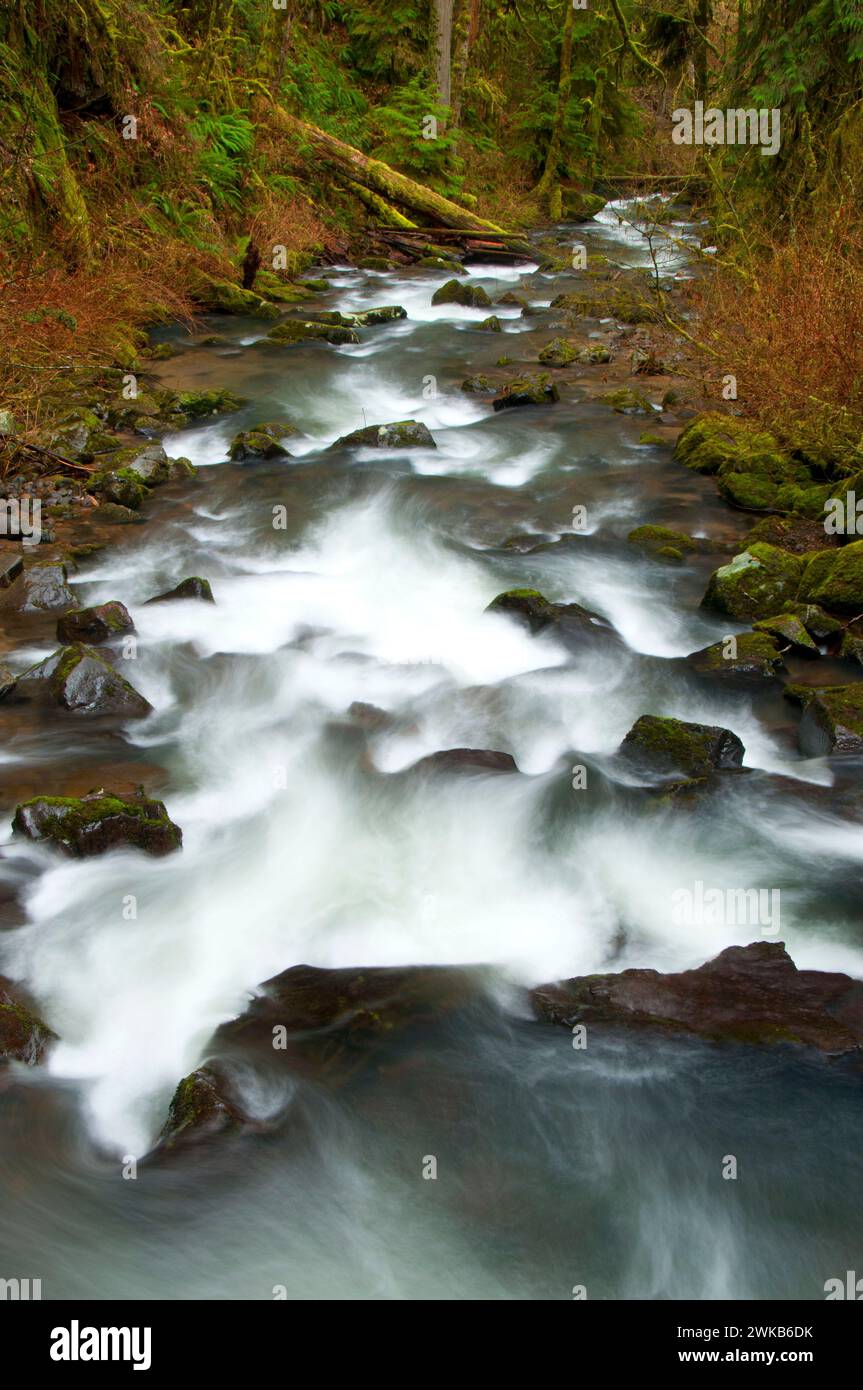McDowell Creek, McDowell Creek Falls County Park, Linn County, Oregon Stock Photo