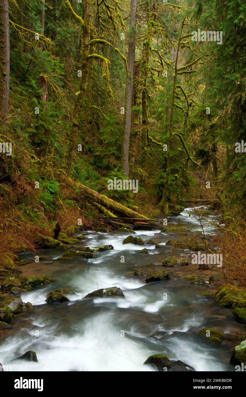 McDowell Creek, McDowell Creek Falls County Park, Linn County, Oregon Stock Photo