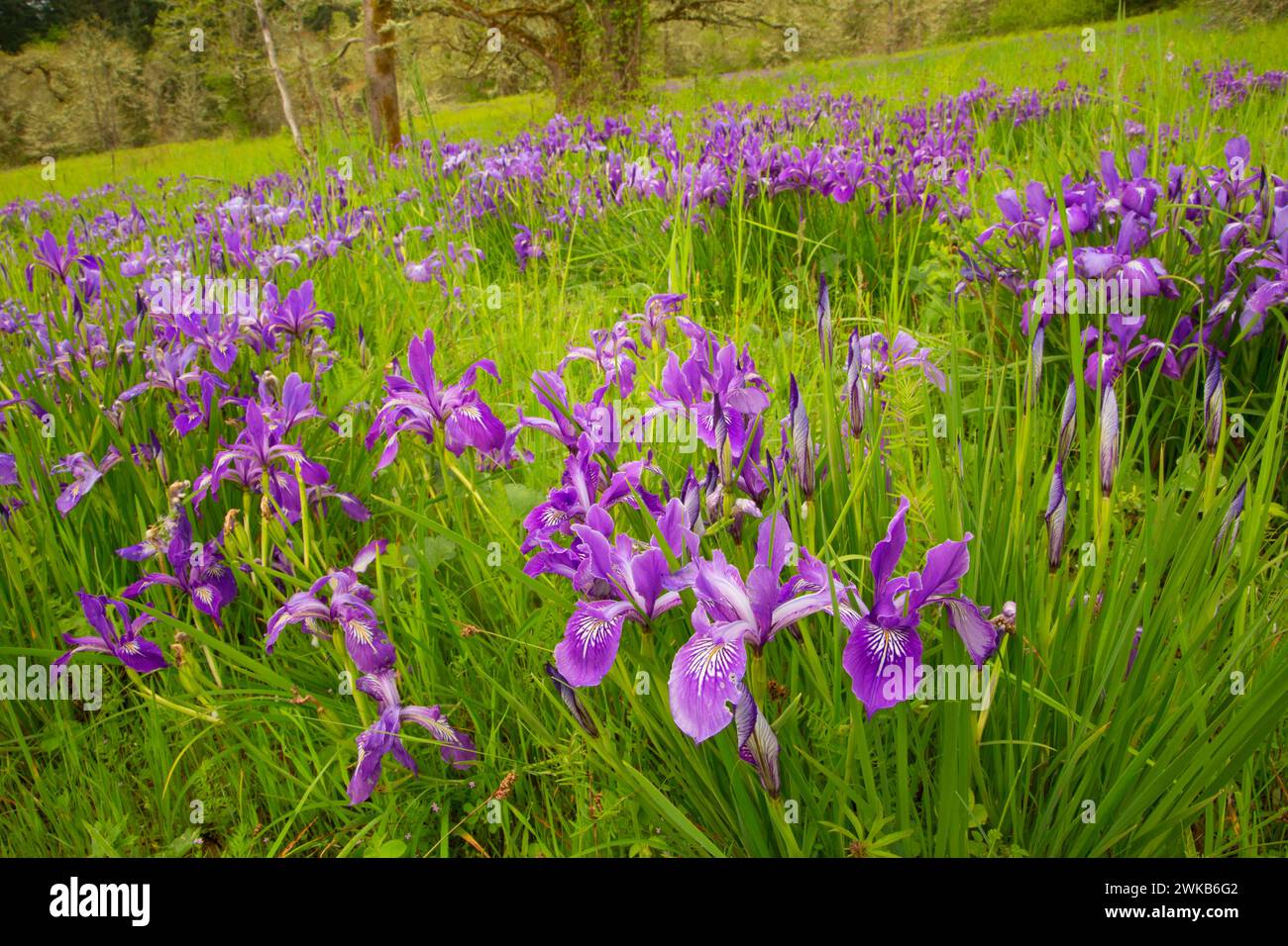 Oregon iris (Iris tenax), William Finley National Wildlife Refuge, Oregon Stock Photo
