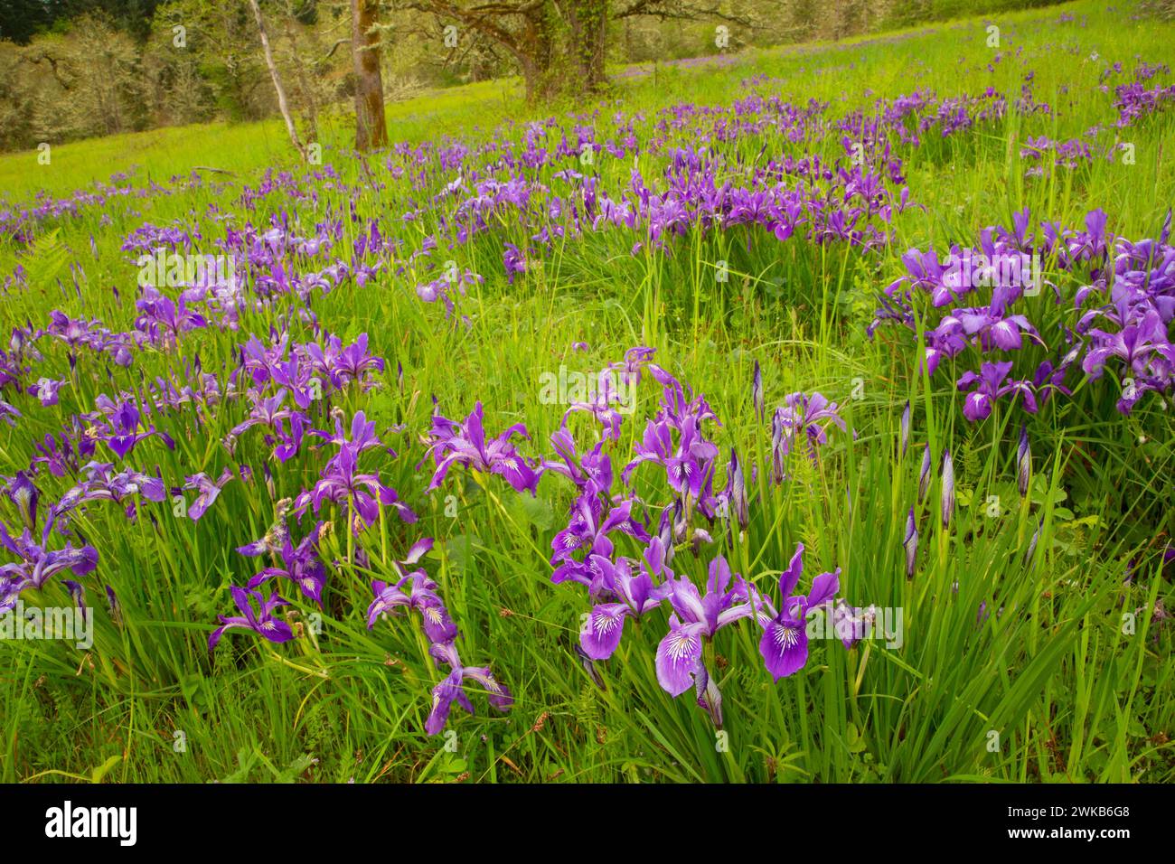 Oregon iris (Iris tenax), William Finley National Wildlife Refuge, Oregon Stock Photo