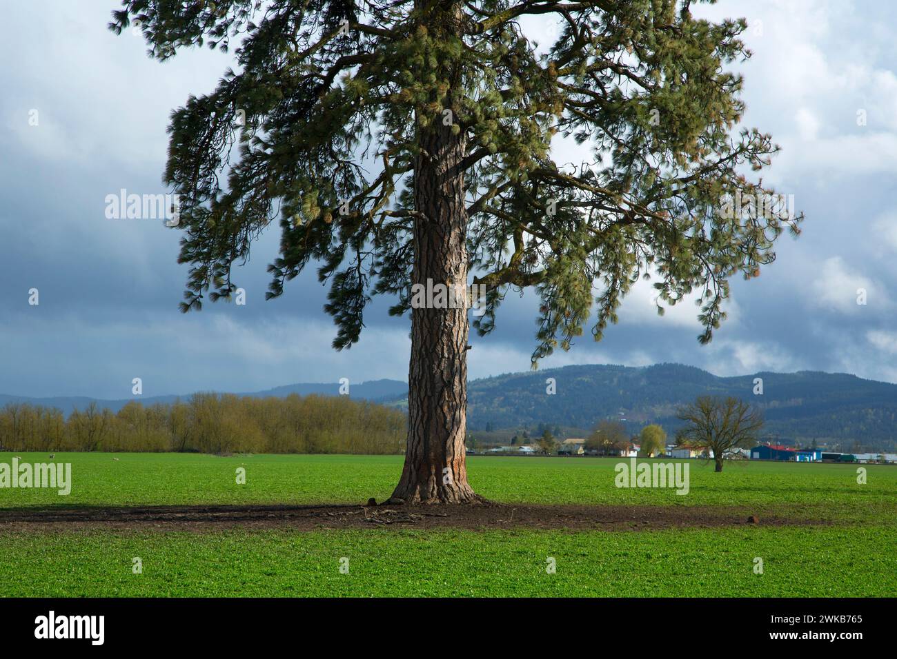 Ponderosa pine (Pinus ponderosa), Linn County, Oregon Stock Photo