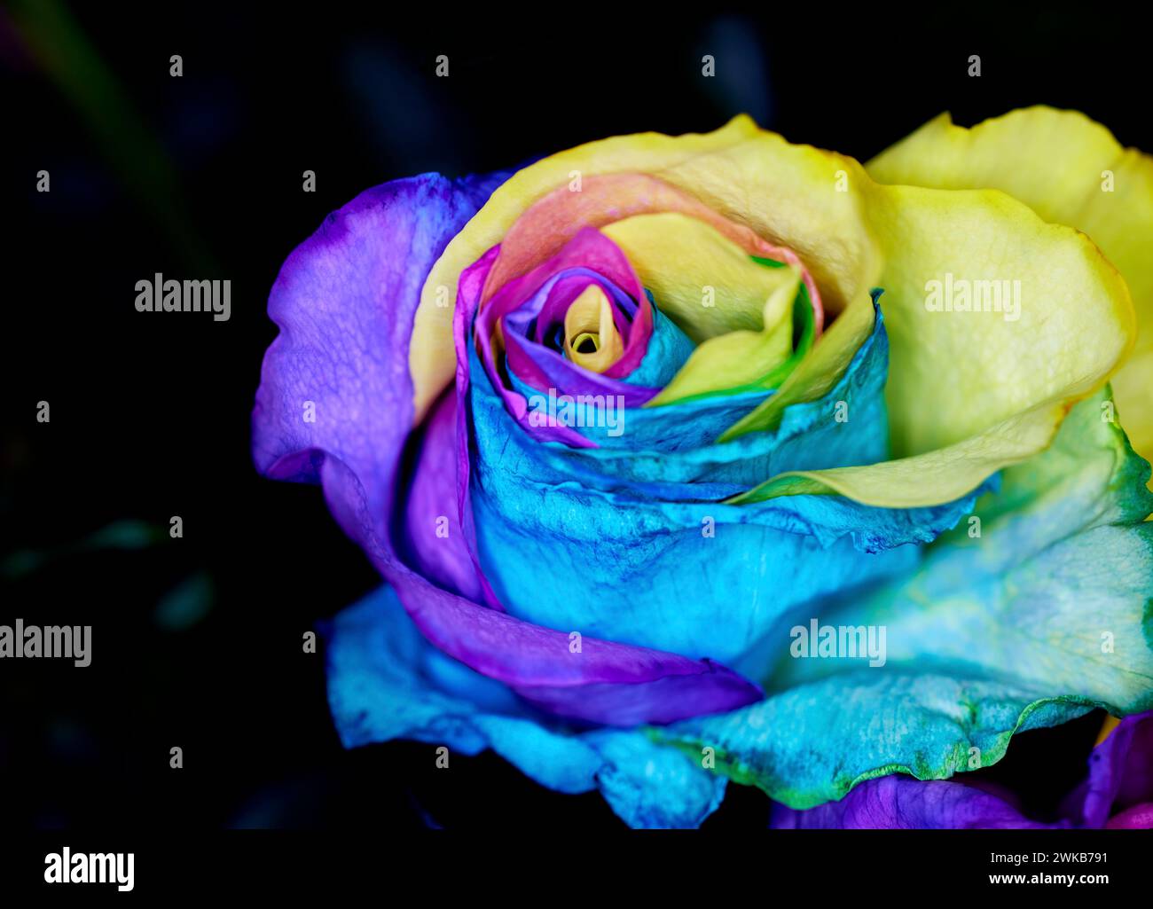 Blue rose flower petals in hi-res stock photography and images - Alamy