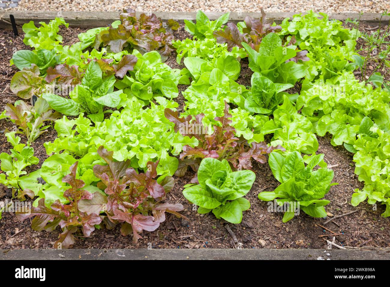 Raised bed of mixed lettuce leaves, plants growing in an English garden, UK Stock Photo