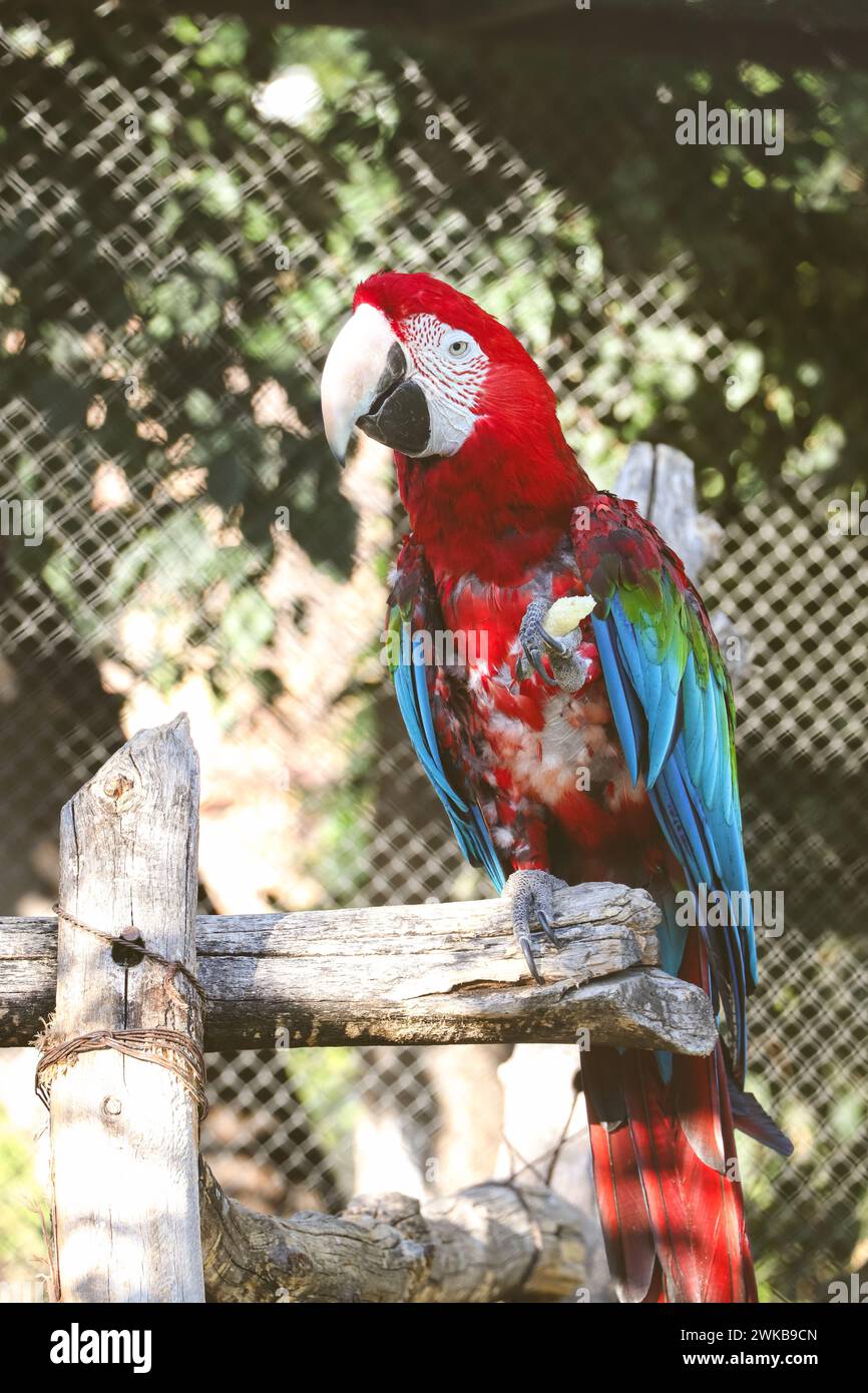 Ara parrot is on zoo in summer day. Red tropical parrot. Stock Photo