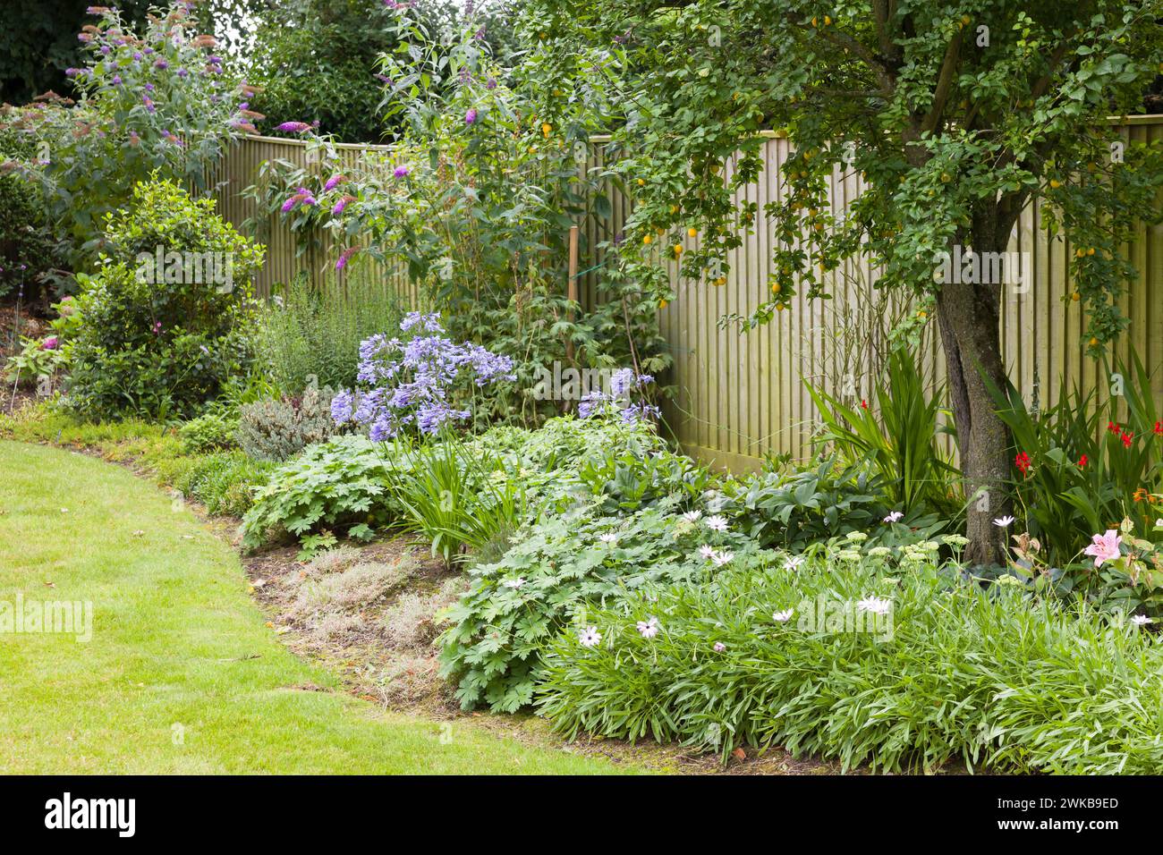 Perennials bed summer hi-res stock photography and images - Alamy