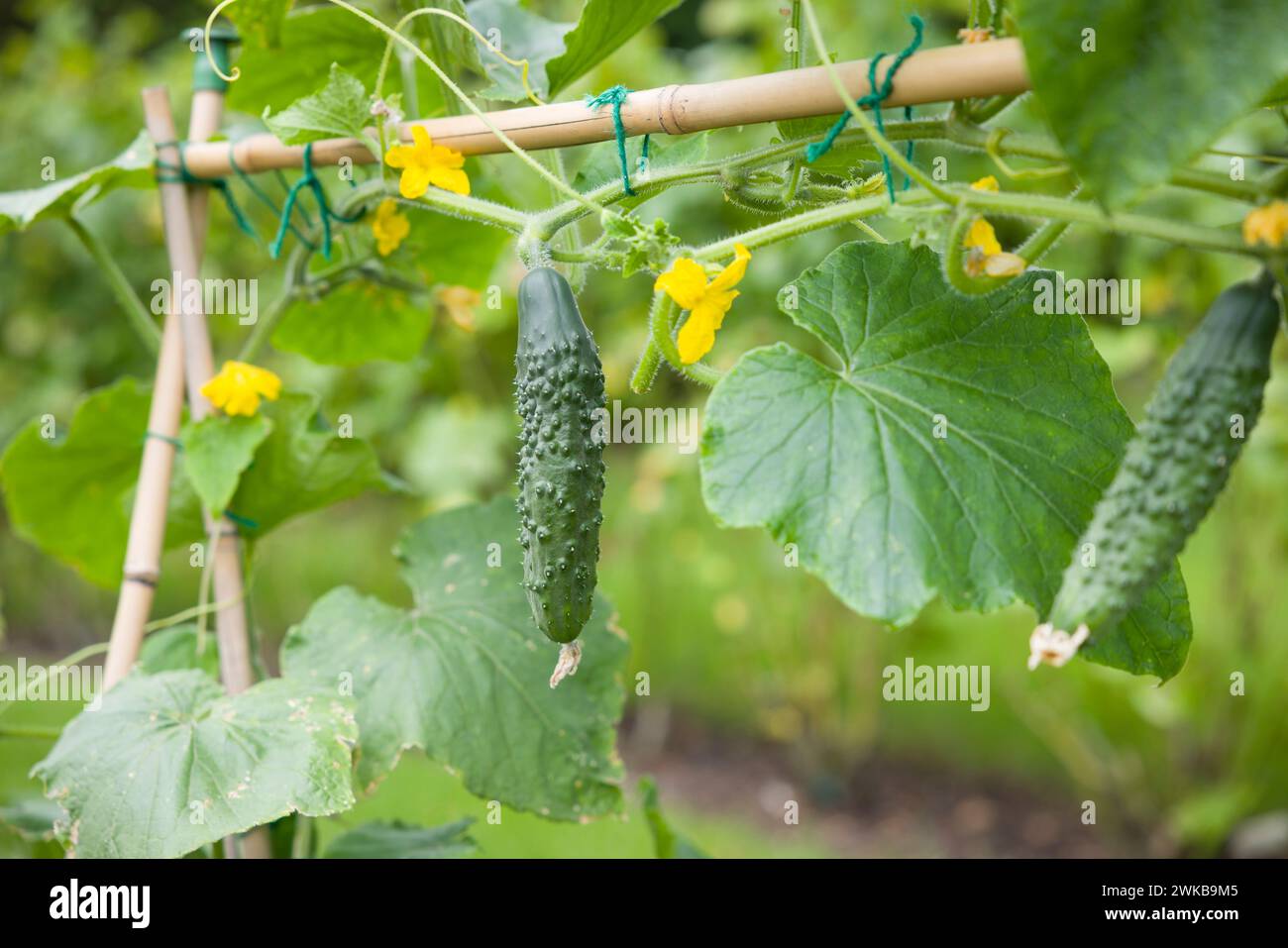 Cucumbers (Bedfordshire Prize ridged) hanging from a vine. Cucumber plant growing in an English garden in summer, UK Stock Photo