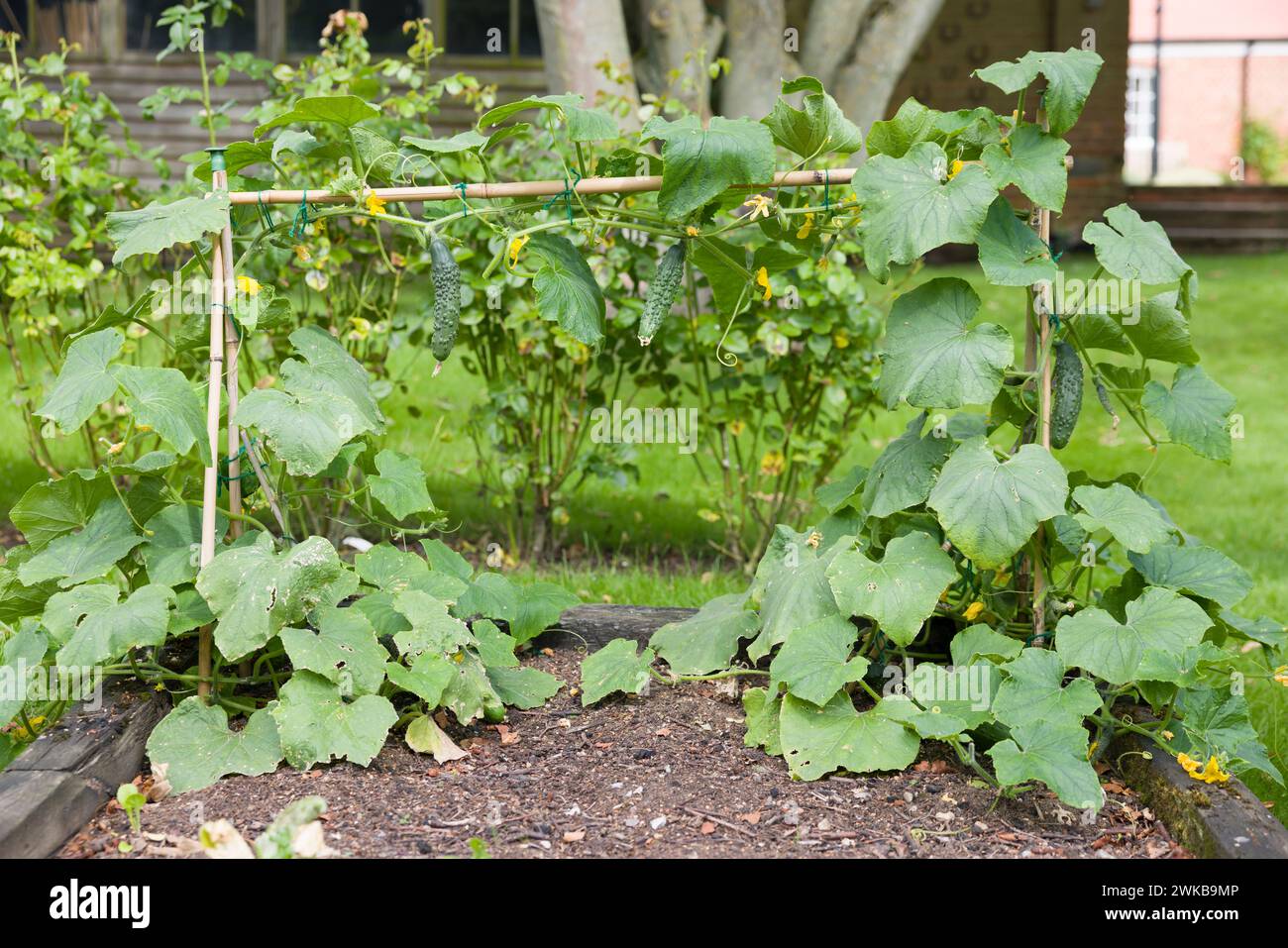 Cucumber plants (Bedfordshire Prize ridged cucumbers) growing outside in an English vegetable garden in summer, UK Stock Photo