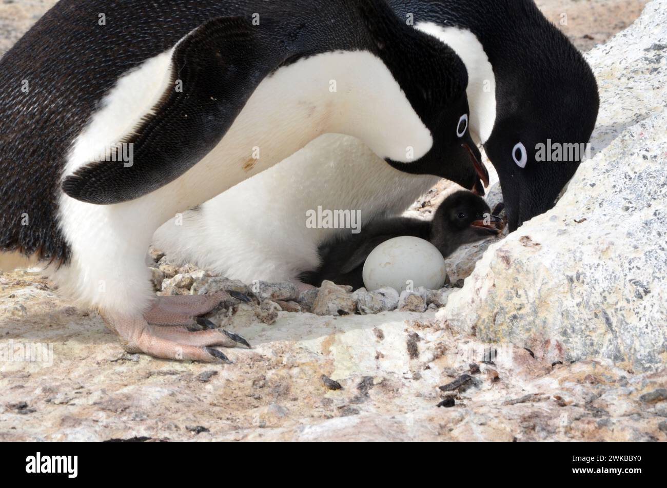 Two Adélie penguins protect a chick and an egg at Cape Royds, which is