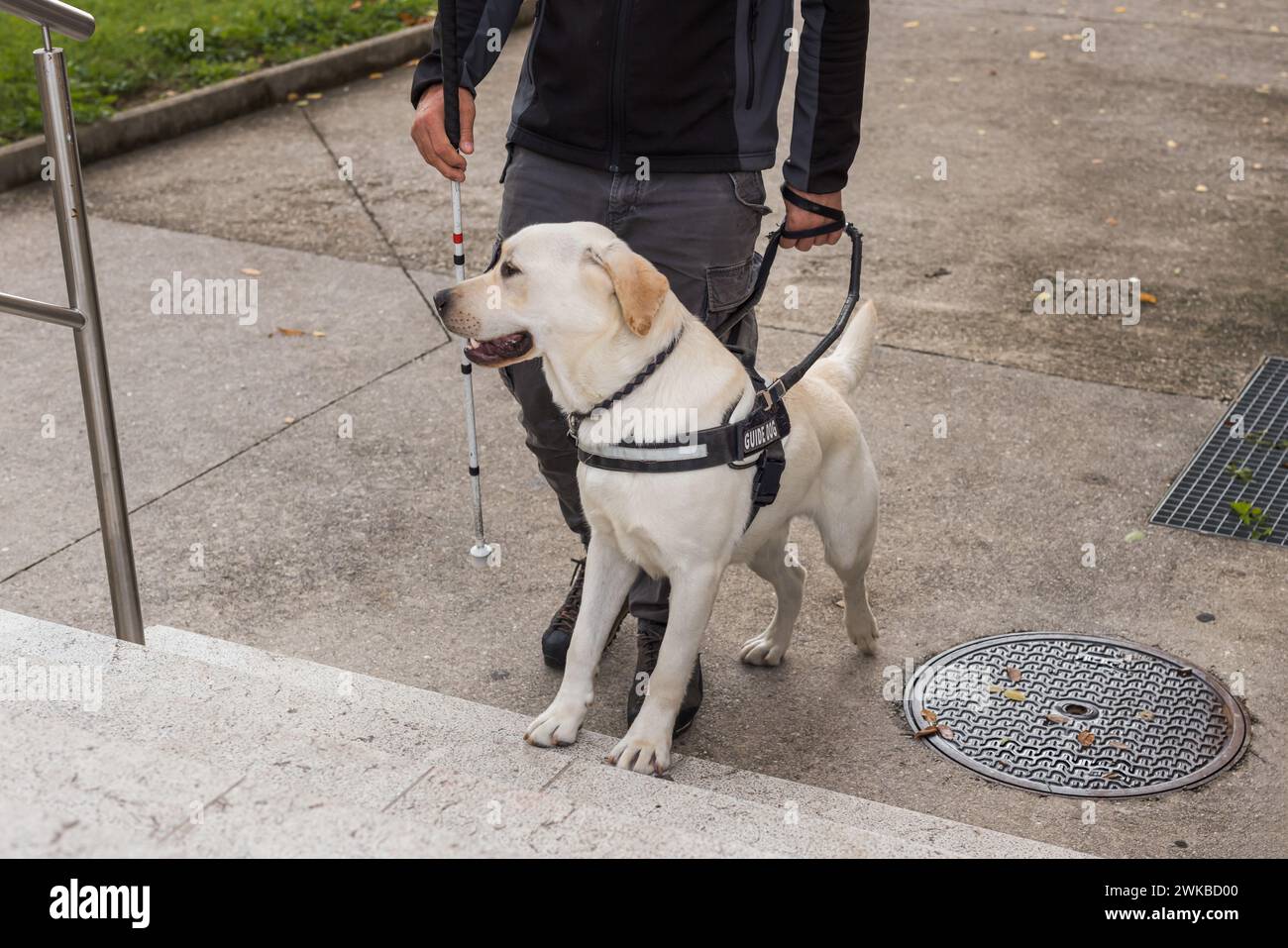 Guide dog helping his blind owner, visually impaired man, to go up the