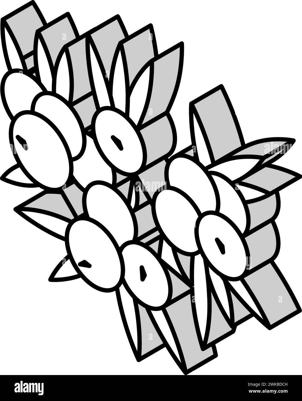 juniper berry isometric icon vector illustration Stock Vector Image ...