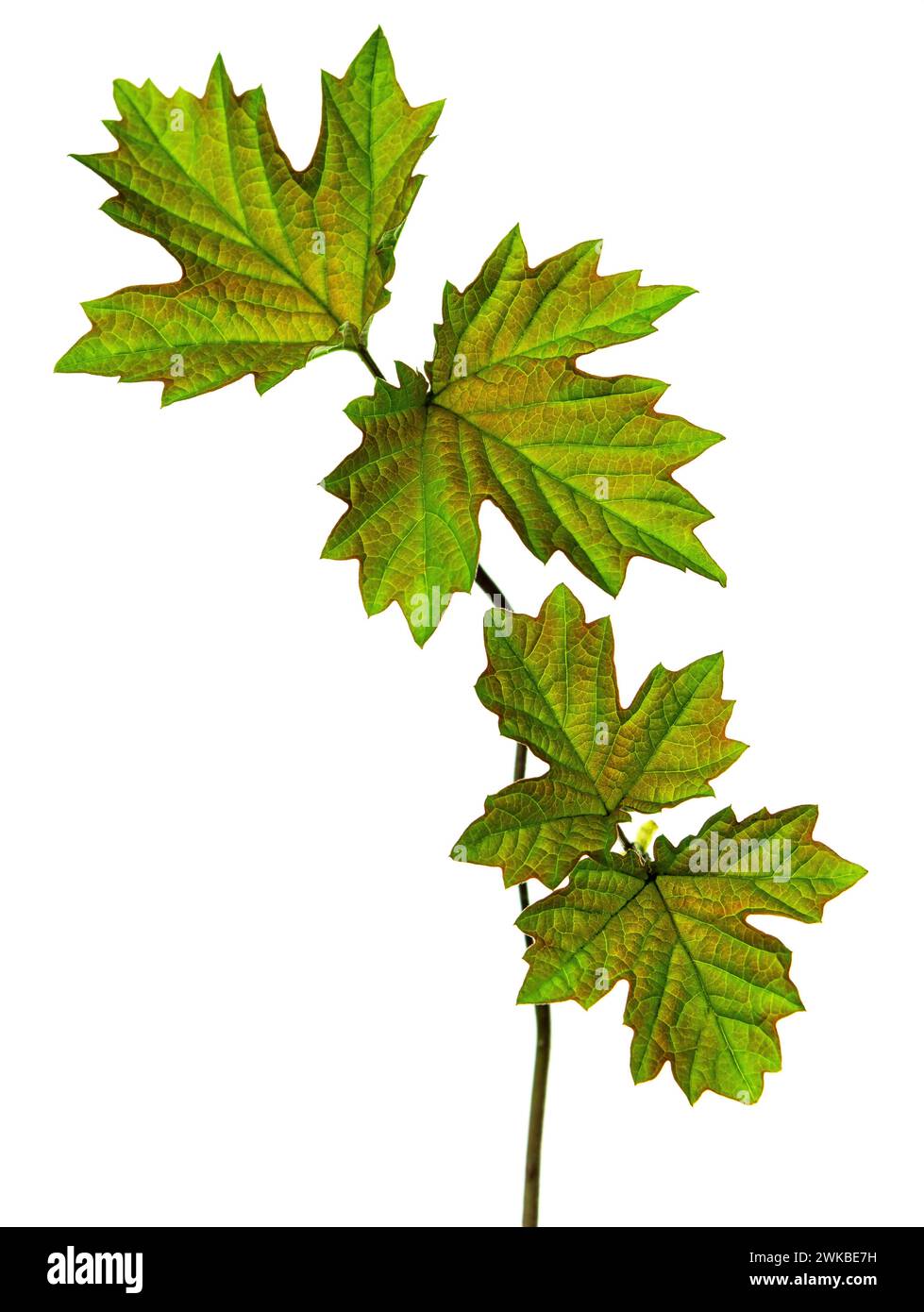 Maple branch with young green leaves. maple leaves. Isolated. Spring young greens. Stock Photo