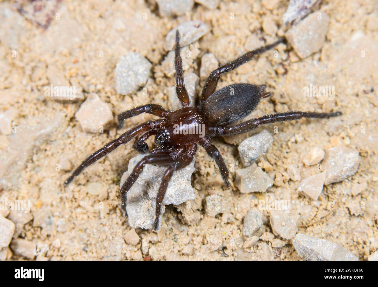 ground spider (Gnaphosa lucifuga), top view, Germany Stock Photo