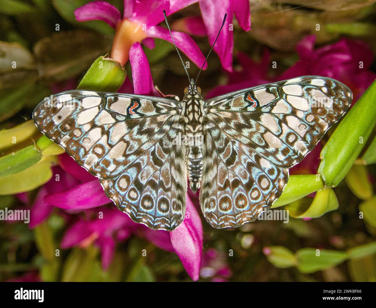 Blue cracker, Variable cracker (Hamadryas feronia), tropical butterfly from Central and South America Stock Photo