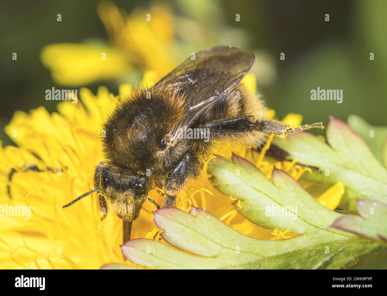 brown-banded carder bee (Bombus humilis), sitting on yellow composite, Germany Stock Photo