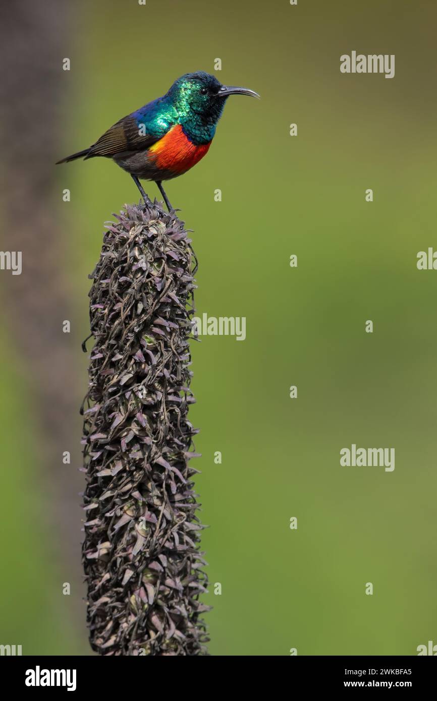 Northern Double-collared Sunbird, Golden-winged Sunbird (Cinnyris reichenowi), male perched on a top of a plant in a rainforest clearing Golden-winged Stock Photo