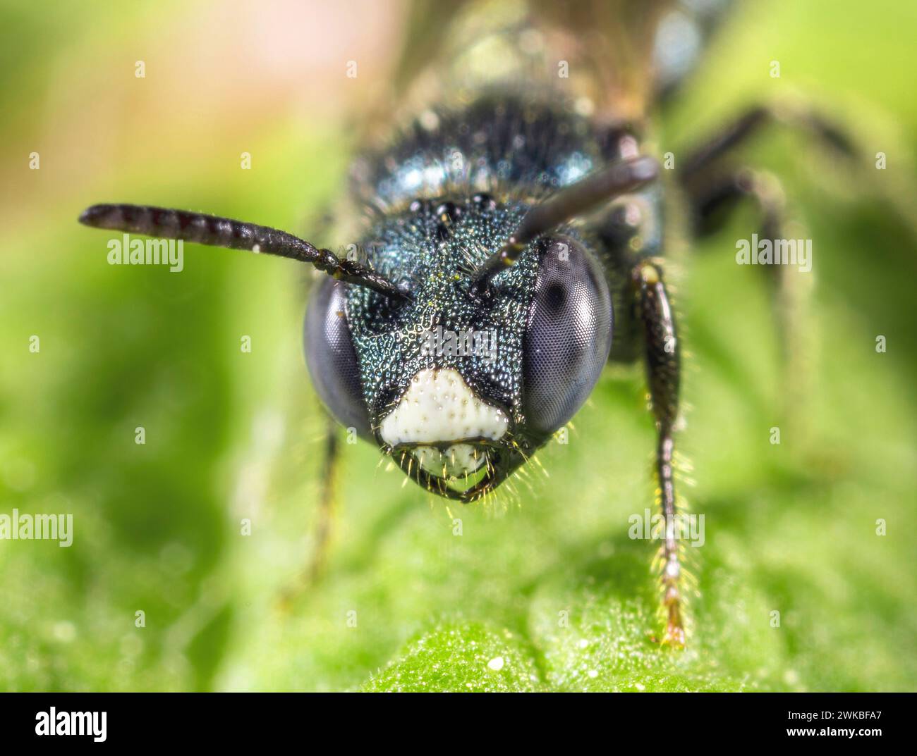Blue carpenter bee (Ceratina cyanea), portrait, Germany Stock Photo