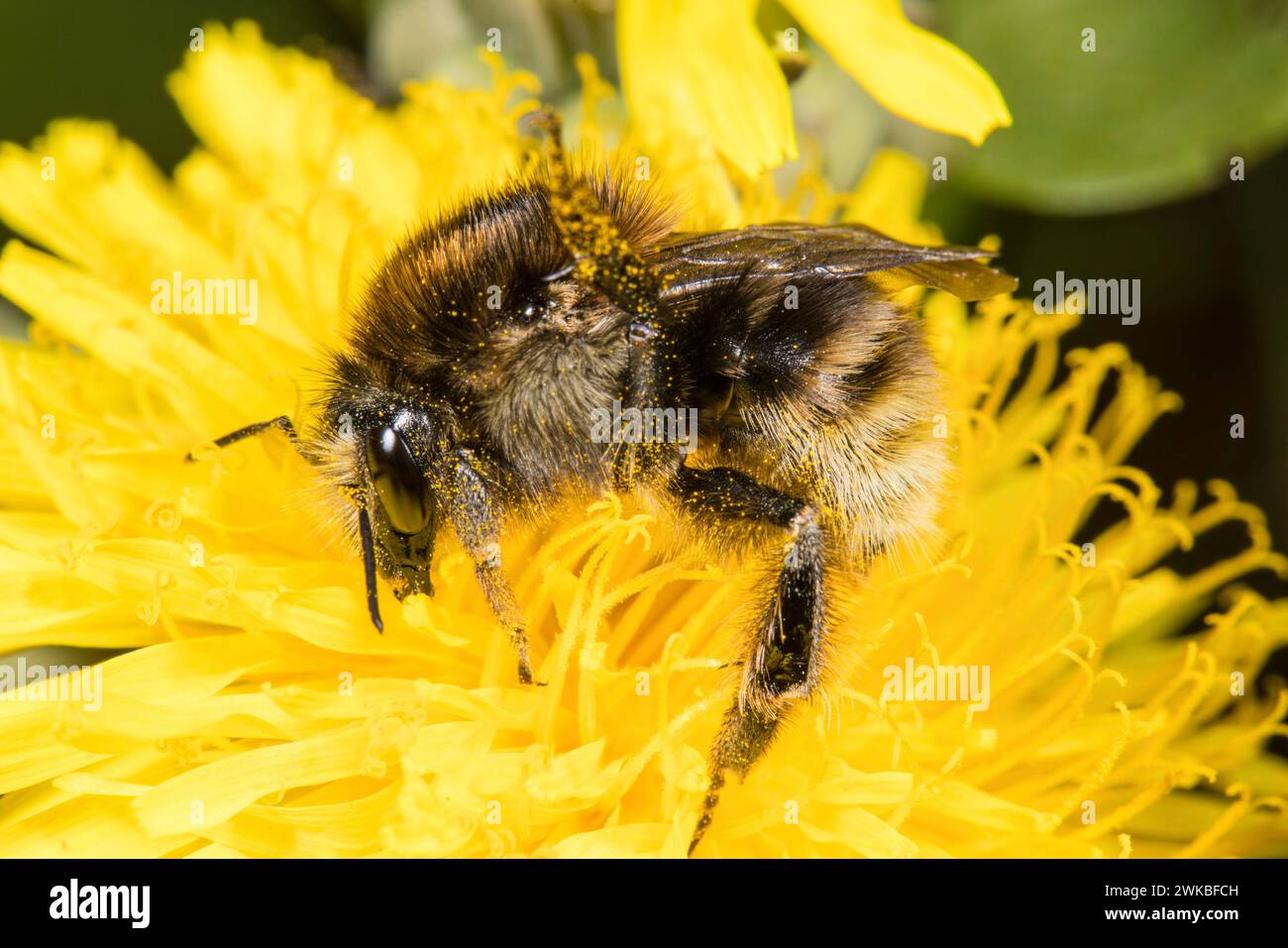 brown-banded carder bee (Bombus humilis), sitting on yellow composite, Germany Stock Photo