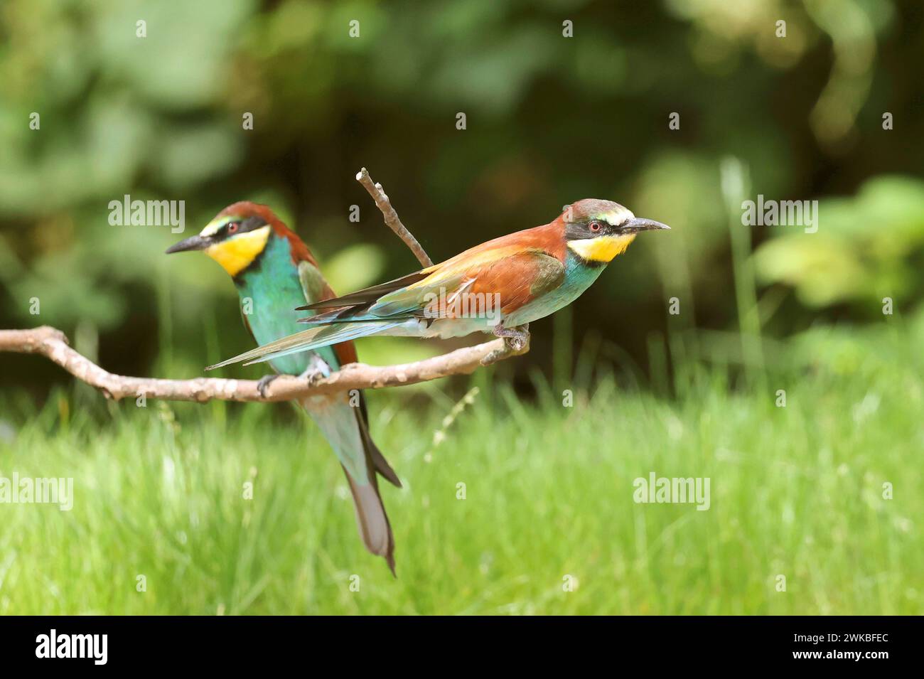 Bienenfresser apiaster hi-res stock photography and images - Alamy